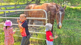 Kids feeding Horse 4K 60FPS #horse #s24ultra