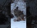 Snow Rabbit