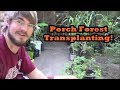 Transplanting in the Porch Forest Pt 1! Dragon Fruit, Elderberries, and More!