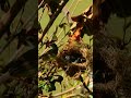 Babies bird need extra protein to survive #birds #relaxingmusic