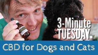 CBD for Dogs and Cats- Is it Safe, and Should You Use It?