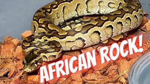 African Rock Python and Hypo Albino Burmese Python !!!!!  #python #pets #snake