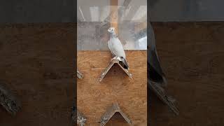 Aksaray Taklacilarimin Son Durumu