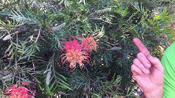 Grevilleas, birds, Best Grevillea, attract birds to your garden, loopy Lou, natives, easytogrow