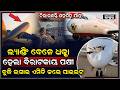 ମଝି ଆକାଶରେ ପୁଣି ଦୁର୍ଘଟଣା...ବିମାନ ଦେହରେ ପିଟି ହେଲା ବିରାଟକାୟ ପକ୍ଷୀ, ଭିତରେ ଚିତ୍କାର କରୁଛନ୍ତି ଯାତ୍ରୀ...