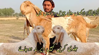 Shahzad goat farm  آج پھر لاکھوں والی چیزیں ہزاروں میں جلدی رابطہ کریں