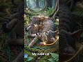 short viral#viral #cat #funny #tranding #AI#YouTube channel##cute #@💖 माँ बिल्ली और उसके नन्हे बच्चे