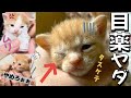 産まれた子猫、はじめての病院＆目薬にびびる【猫風邪・結膜炎】