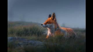 Olafur Arnalds - The Final Chapter (Slowed & 432Hz) HQ Sound