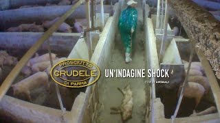 Prosciutto Crudele di Parma - Un'indagine shock