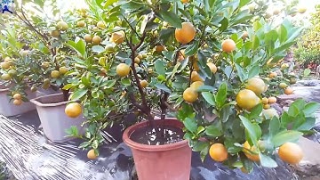 QUẤT TẾT 2023 trên chậu nhựa, liên hệ trực tiếp nhà vườn để tham khảo giá quất tết 2023