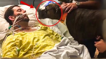 Dog Is Brought To The Hospital To Say Goodbye To Its Owner — Then Something Unbelievable Happens