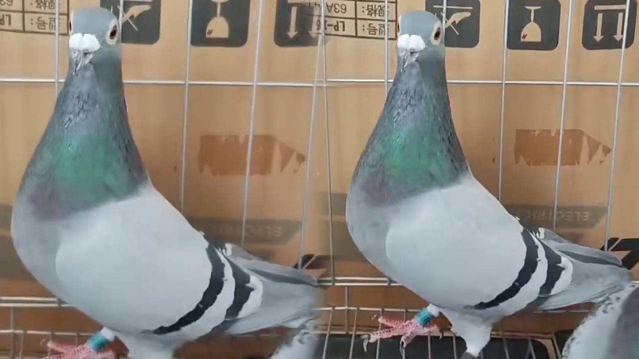 海霸王 + 台鸽 =？配对种鸽的 “黑马组合” 能否刷新竞翔纪录？一起期待一下吧！【俏鸽】