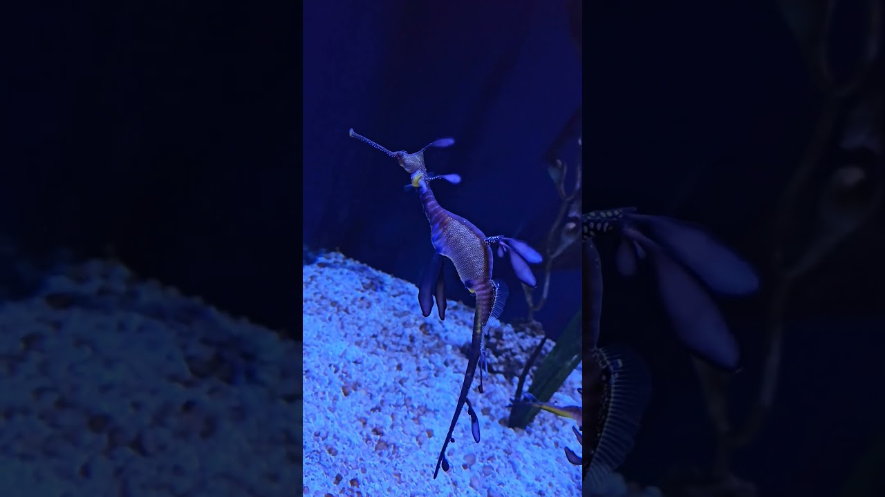 Weedy Sea Dragon Is A Breathtaking Looking Creature! 🪸 Weird Creatures