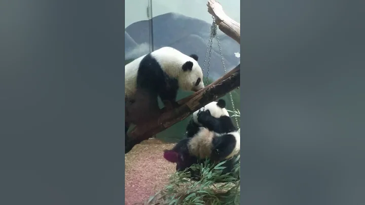 Cute twin pandas wrestling
