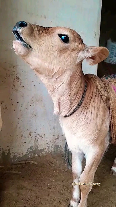 Cow baby Voice 😘😘funny Sound/#shorts #cowbaby #funnyshorts #cute #baby  #viral