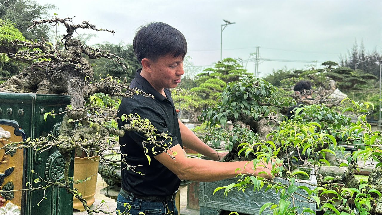 Dàn cây phôi chất lượng đang được NV TÂM QUÂN chăm sóc và tạo tác | Quảng Tùng