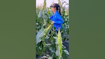 The process of cutting corn stalks = good tools increase efficiency