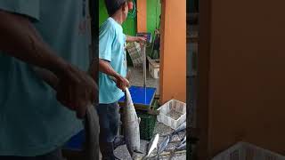 Pengiriman ikan tenggiri ke Surabaya #ikan