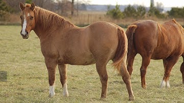 What is an easy keeper?