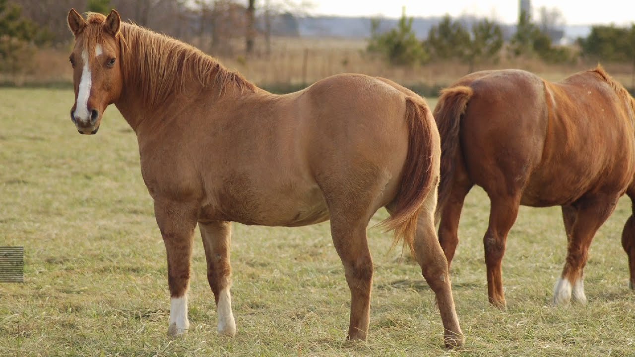 What is an easy keeper? YouTube