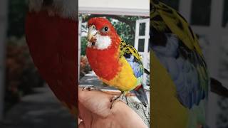 recall training my bird!