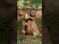 kisss fact!!#PrairieDogs #AnimalBehavior #GreetKissing #WildlifeDocumentary #naturelovers