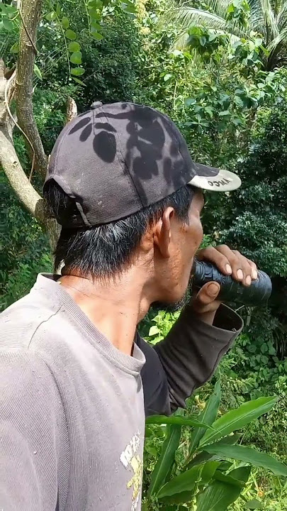 Suara Kijang Jantan Dewasa