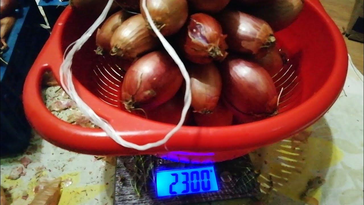 Лук сорокозубка фото шалот описание сорта отзывы Лук Севок Сорокозубка купить на OZON по низкой цене