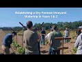 Establishing a Dry Farmed Vineyard Watering in Years 1 and 2