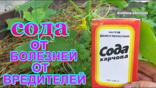 видео Гниль на огурцах: причины, способы лечения и профилактики