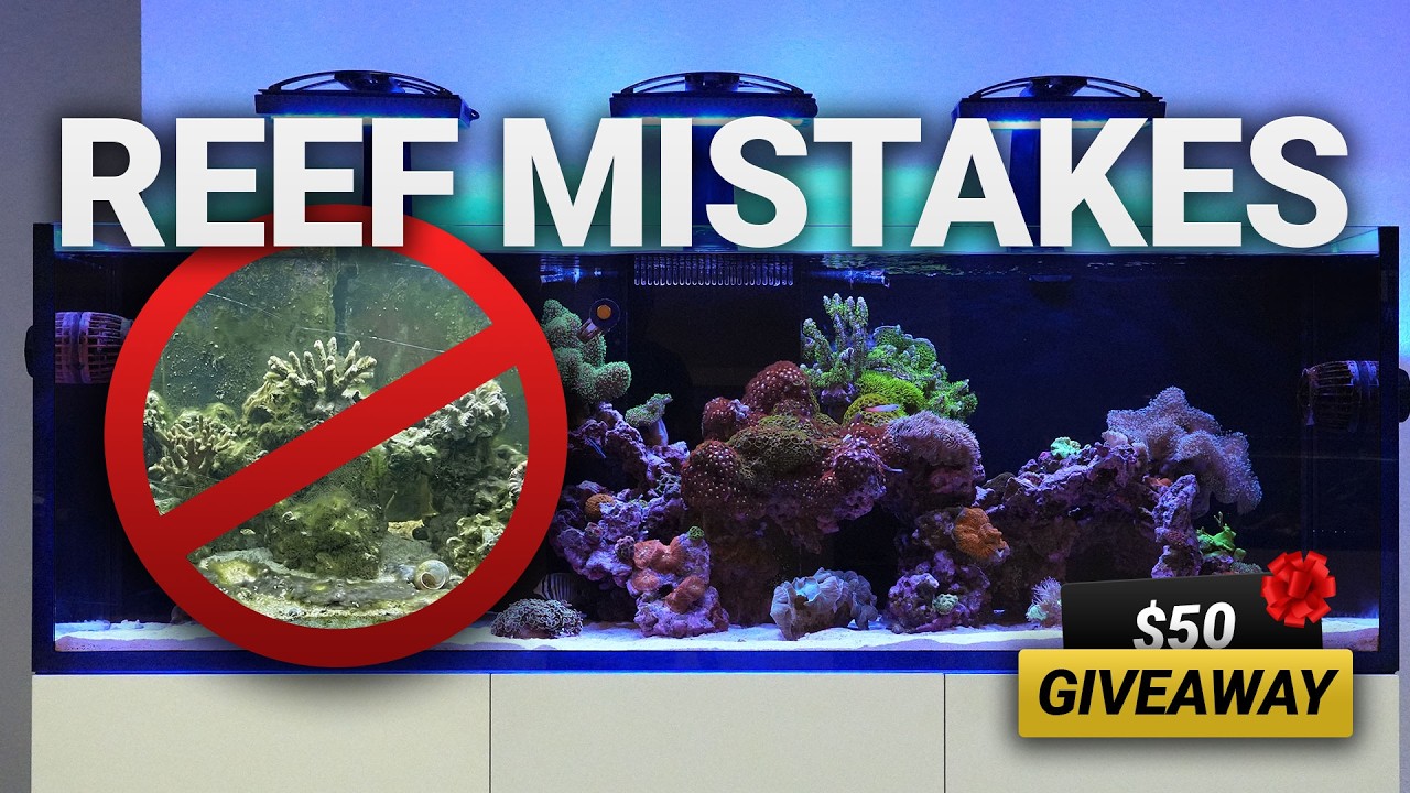 12 Reef Tank Mistakes Beginners ALWAYS Make (Avoid These & Save ...