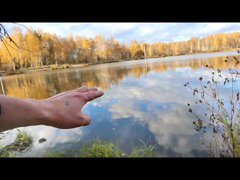 Почему в октябре-ноябре не клюет карась лещ и плотва? Расскажу куда уплывает рыба и как ее найти.