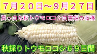 秋採りトウモロコシ収穫直前に…？！６９日間の成長記録！