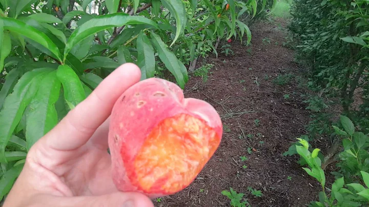 June gold peach review
