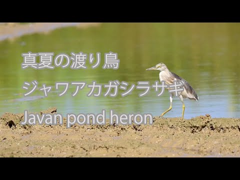 【真夏の渡り鳥】ジャワアカガシラサギ Javan pond heron