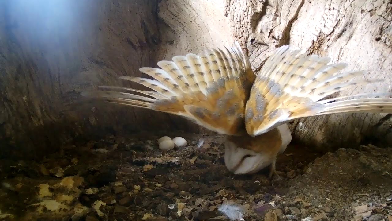 A Barn Owl's Morning Stretch | Discover Wildlife | Robert E Fuller