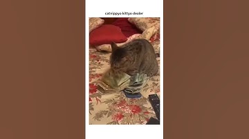 Kittyo like ah yeah let’s get to this munyun got that prvnci playing