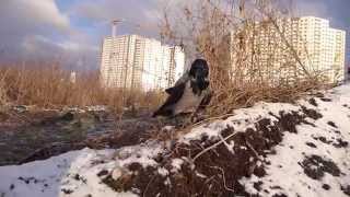 Серая ворона Крышечка и первый снег/Hooded crow Kryshechka and the first snow