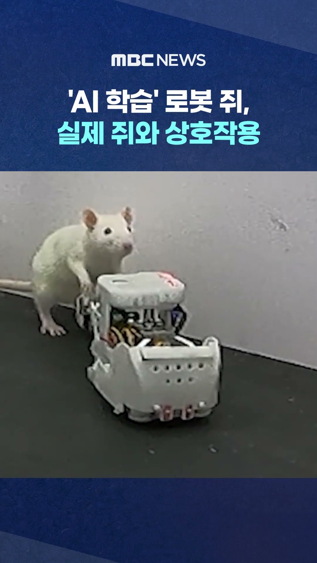 'AI 학습' 로봇 쥐 #Shorts (MBC뉴스)