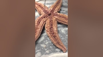 Phylum Echinodermata, class Asteroidea, genus asteroidea