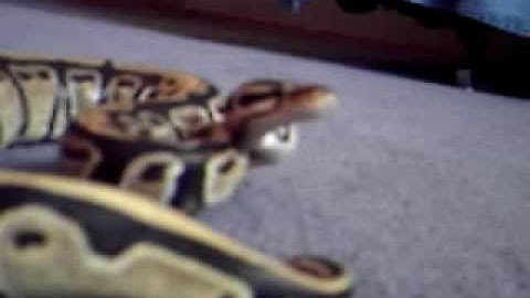 ball python and leopard gecko update