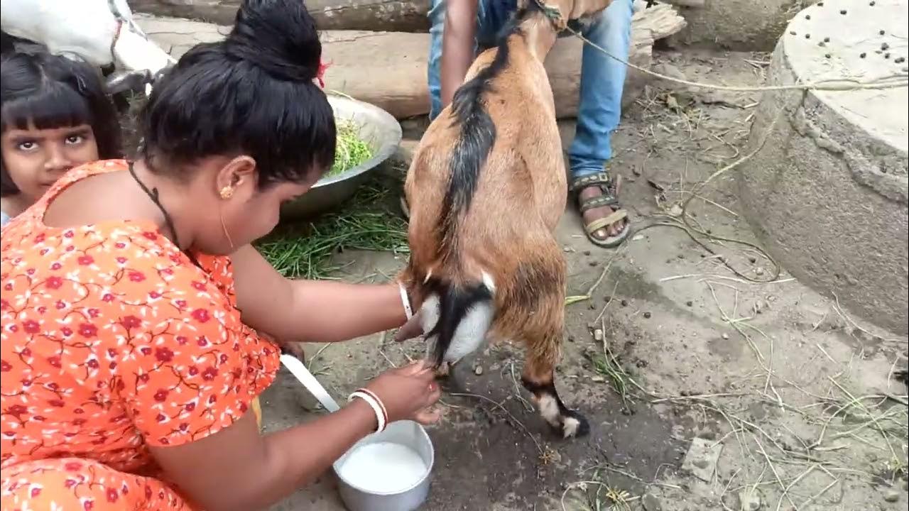 how to milk goat by goat milking goat milking by hand villege
