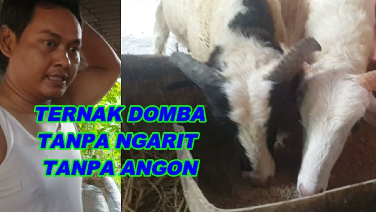 TERNAK DOMBA KAMBING TANPA NGARIT TANPA ANGON COCOK BUAT di PERKOTAAN
