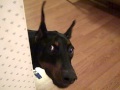 Doberman plays hide and seek :)