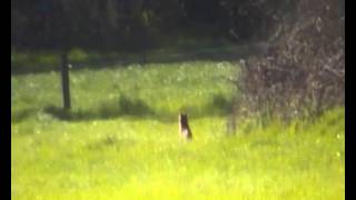 FOX CONTROL WITH A RIFLE