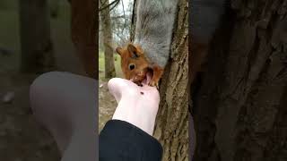 #белка #белочка #squirrel