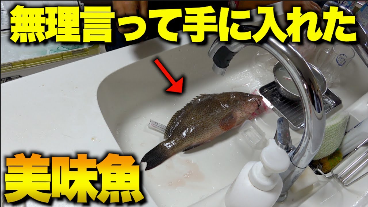 fishさまの専用品です Sponge Fish – the rice factory NY