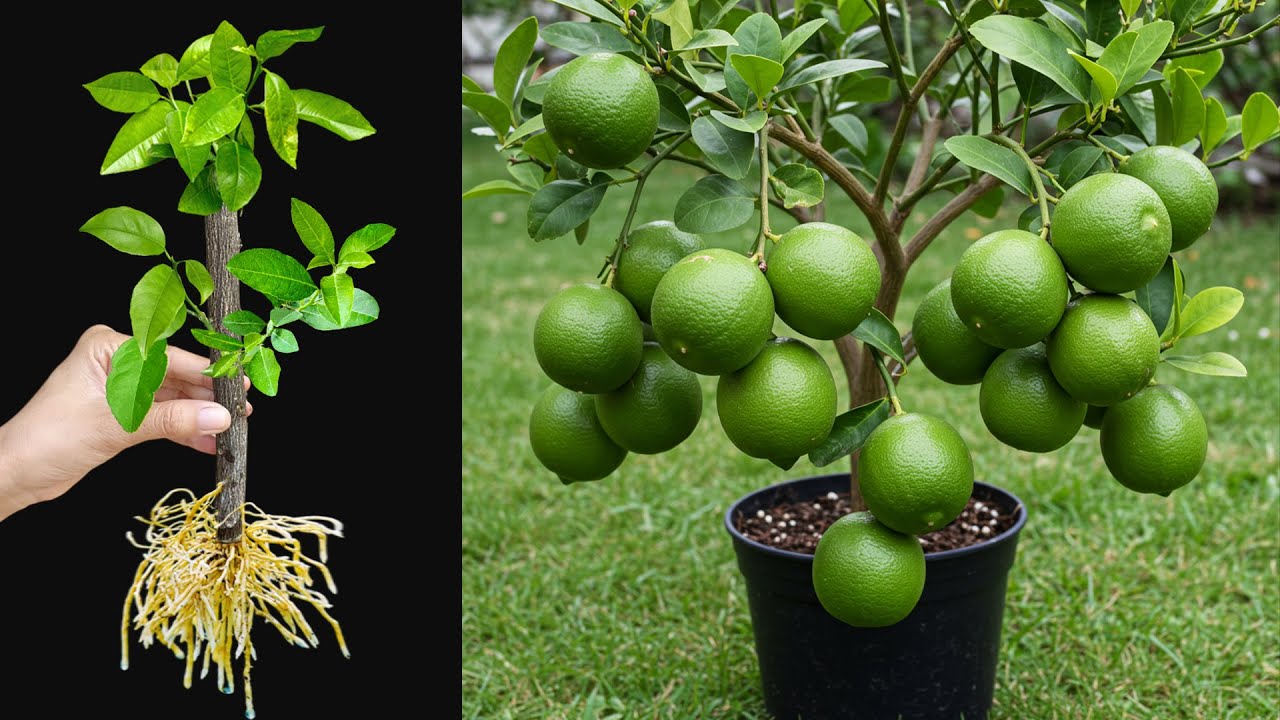 🍋How To Propagate Lemon Trees Cutting Faster, how to growing lemon trees