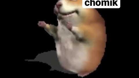 chomik